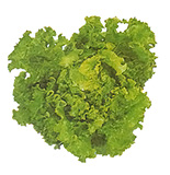 Iceberg lettuce does best if started early and transplanted so it heads in cool weather.